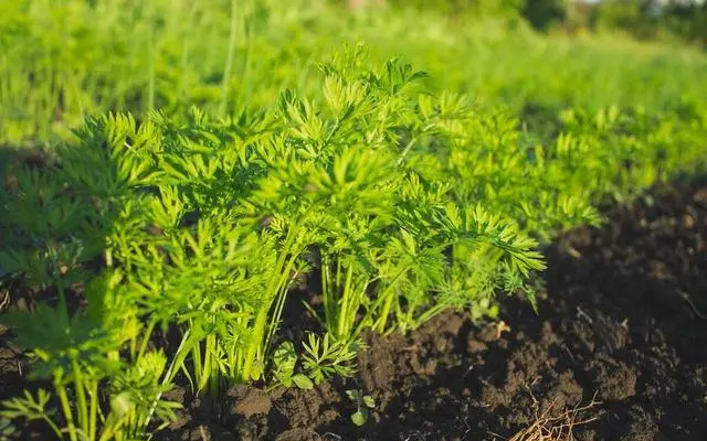 伏蘿卜不好種，得苗難是痛點(diǎn)，用上這三個(gè)技巧，可達(dá)成一播全苗